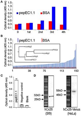 Design and Characterization of a Human Monoclonal Antibody that Modulates Mutant Connexin 26 Hemichannels Implicated in Deafness and Skin Disorders